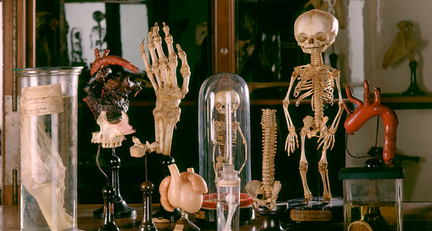 Museo Anatomia Università di Torino