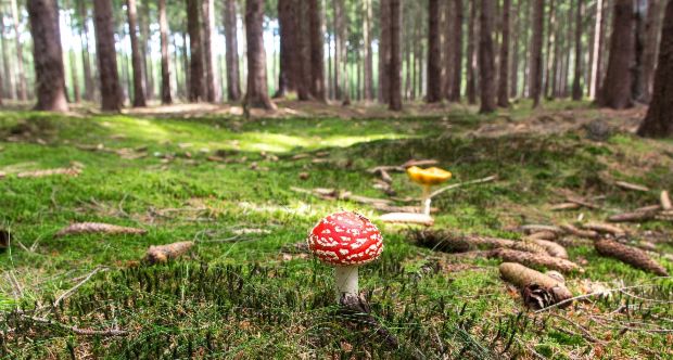 fly-agaric-417647_1920.jpg