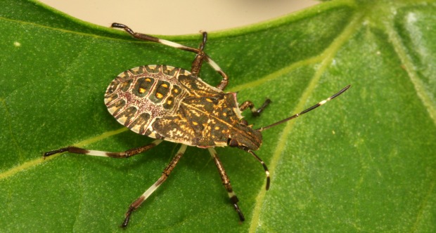 Halyomorpha_halys cimice asiatica.jpg