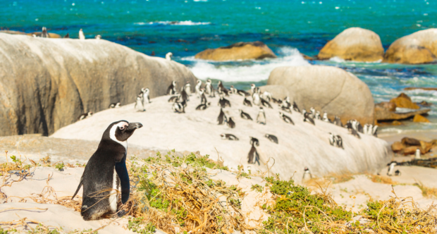 pinguini africani.png