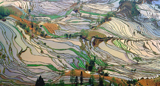 Terrace Field Yunnan China