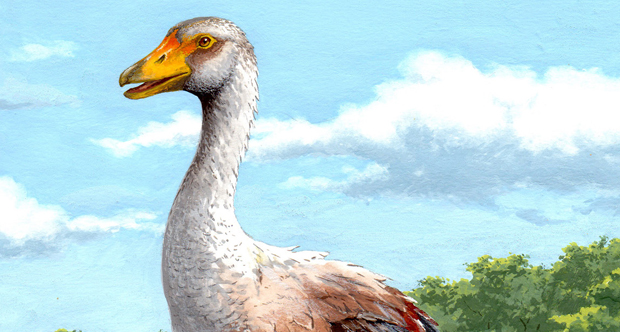 Pavia Garganornis_copertina