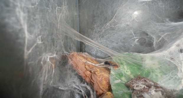 Disco adesivo della tela di una tarantola Heteroscodra maculata (immagine del Laboratorio di Nanomeccanica bioispirata dell'Università di Trento)_copertina