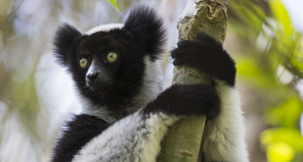 indri indri.png