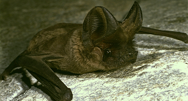 pipistrello.png