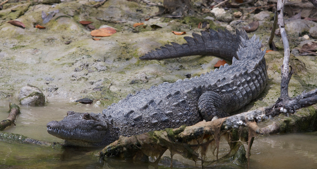 American_Crocodile_(Crocodylus_acutus)