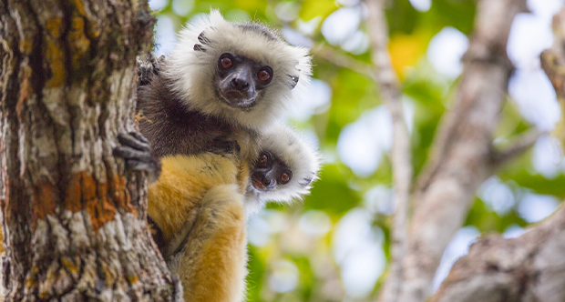 Lemuri - copyright Filippo Carugati.png
