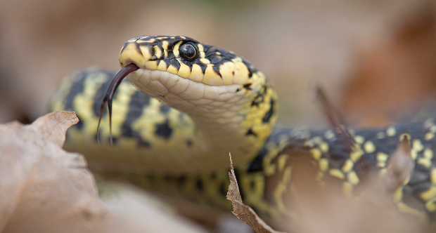 Hierophis viridiflavus, uno dei serpenti più diffusi sul territorio nazionale spesso presente nelle aree urbane, un animale non pericoloso per la salute umana Foto Macro Sassoè