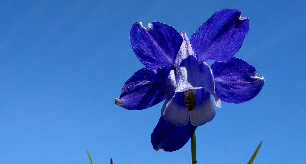 Aquilegia alpina - Val Piora