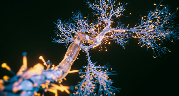 Neuron cell.png
