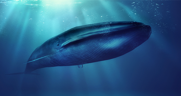 blue whale.png