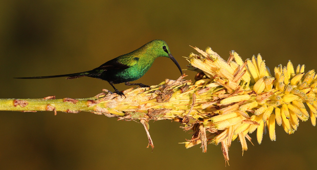 Nettarinia MalachiteMale