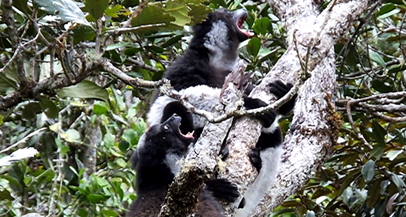 Indri Università di torino lores