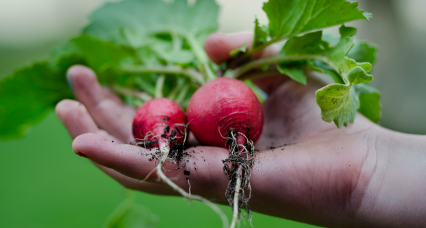 Oltre la città: l'innovazione nell'agifood per lo sviluppo regionale