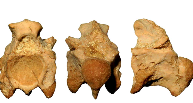 Vertebre Palaeophis oweni