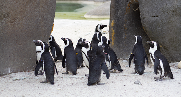 Pinguini africani - foto di Veronica Maraner.png
