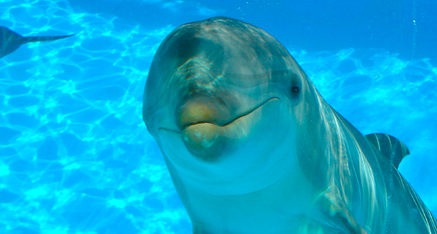 Delfino Zoomarine.png
