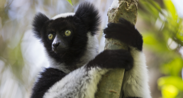 Indri del Madagascar.jpg