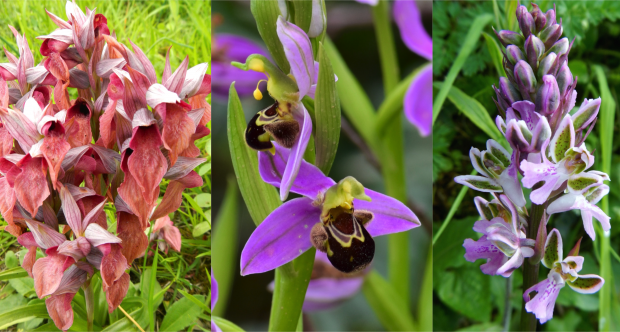 Serapias neglecta - Ophrys fuciflora - Orchis patens