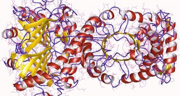 Nicotinate_phosphoribosyltransferase.jpg